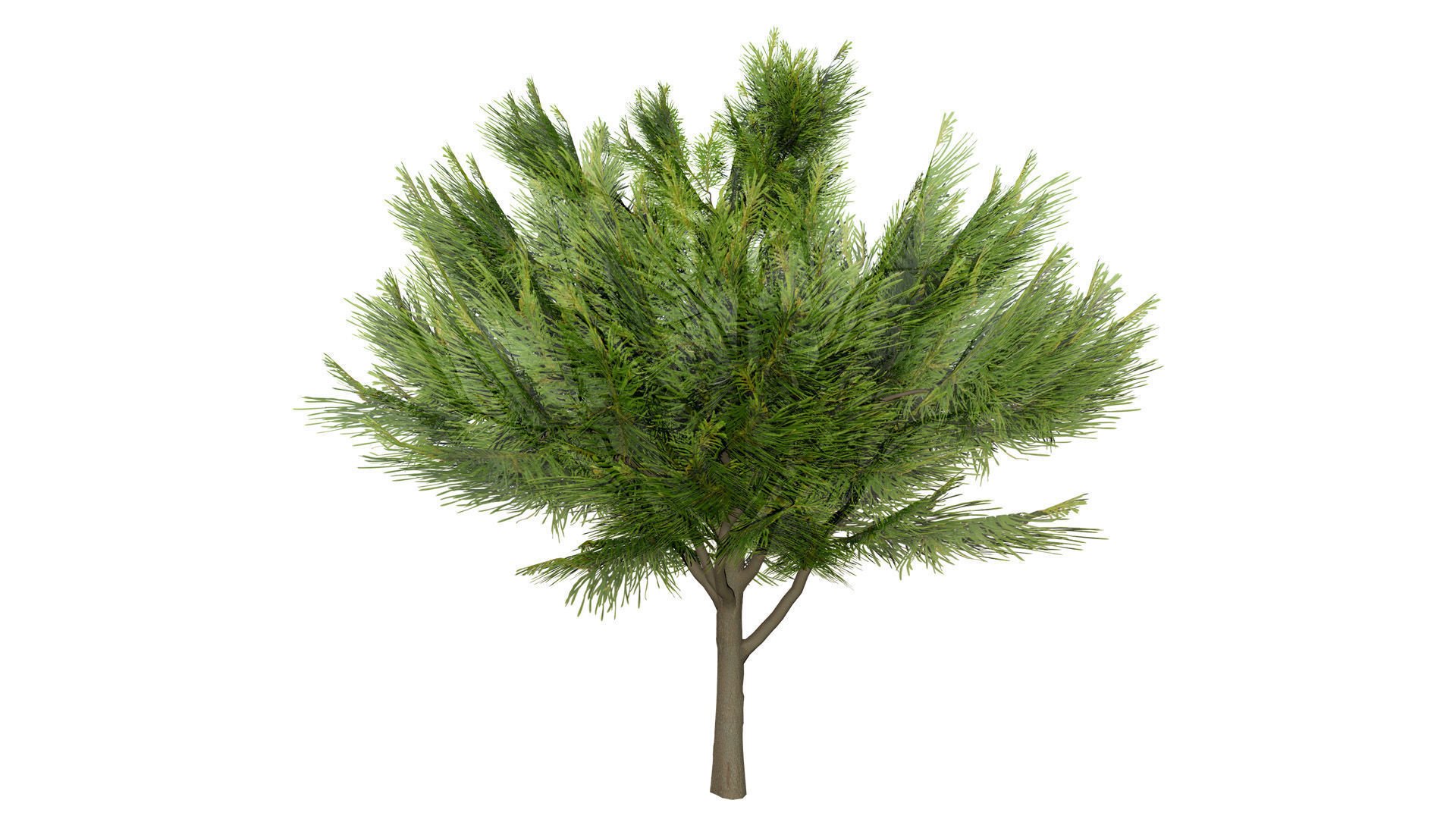 Australian Casuarina Tree 3D Model Low-poly 3D model_5