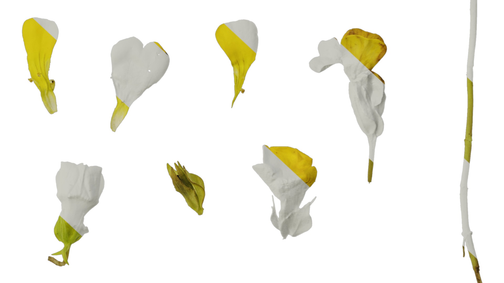 Anydrafts Mecardonia gold dust Flower 01 Texture_6