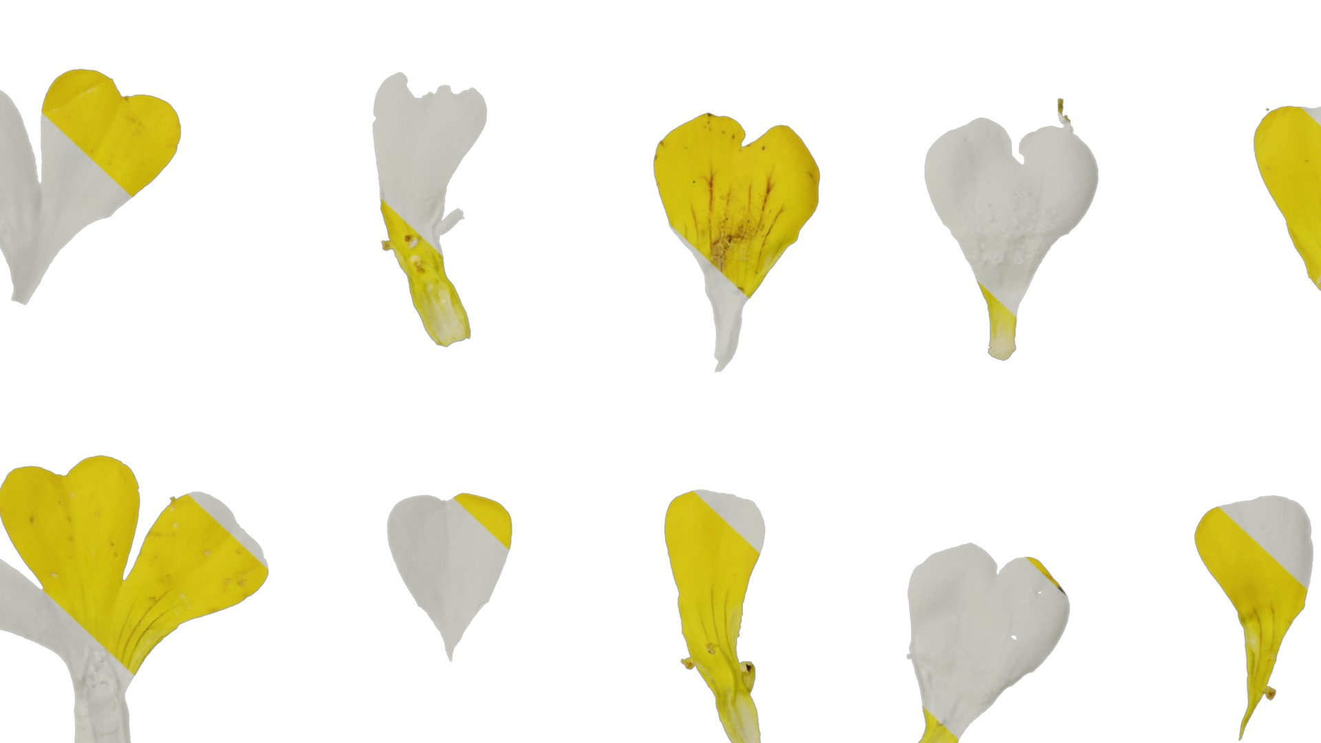 Anydrafts Mecardonia gold dust Flower 01 Texture_7