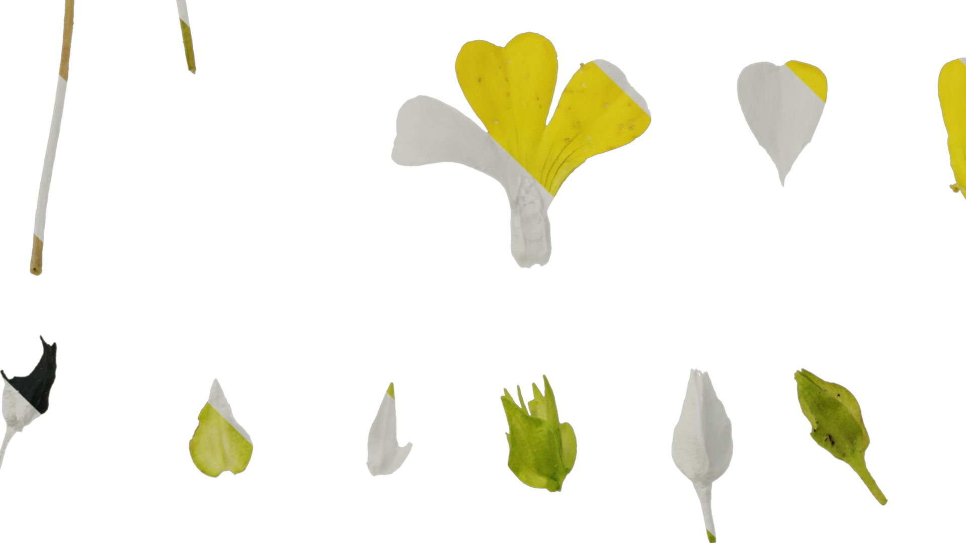 Anydrafts Mecardonia gold dust Flower 01 Texture_5