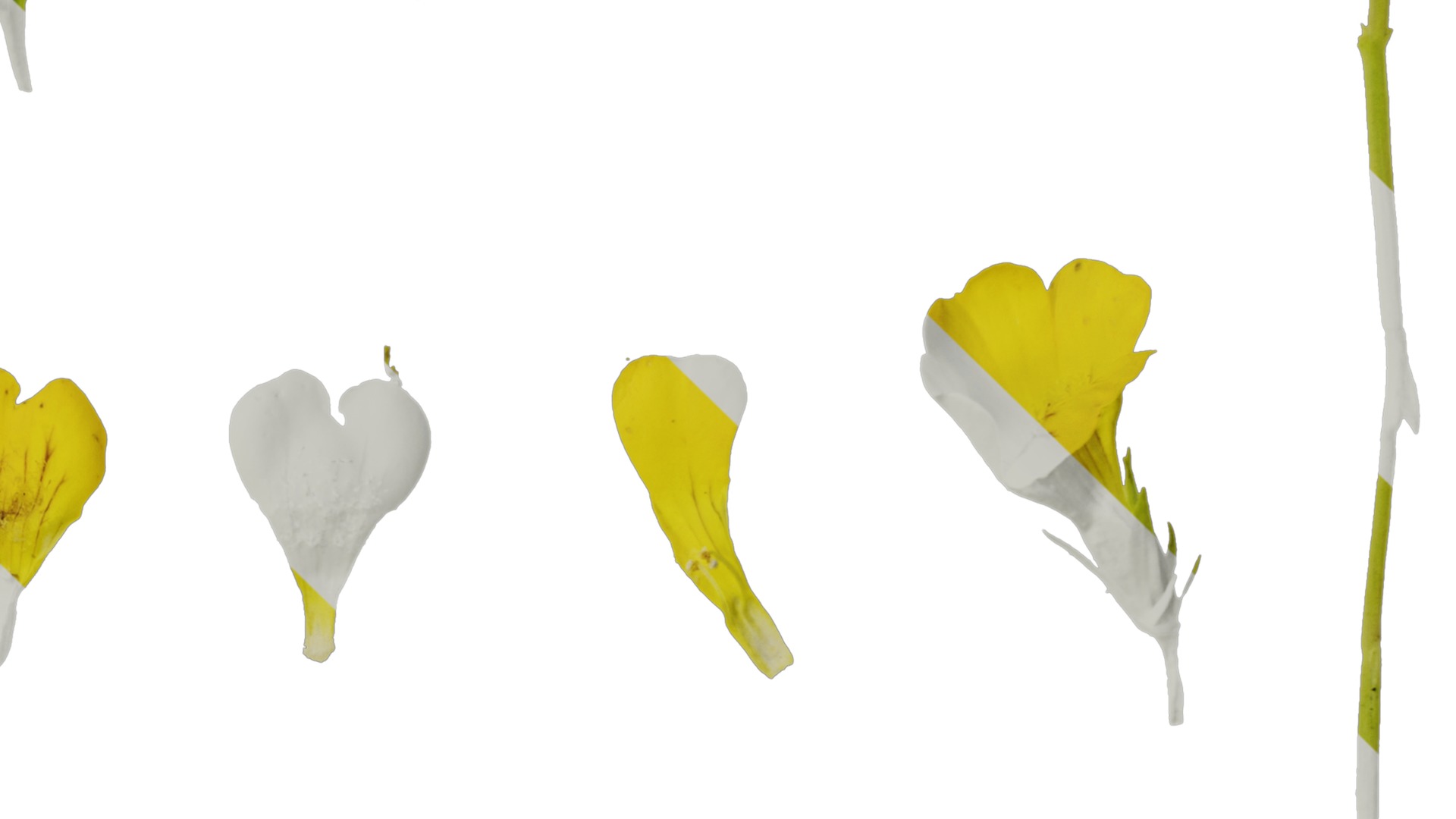 Anydrafts Mecardonia gold dust Flower 01 Texture_4