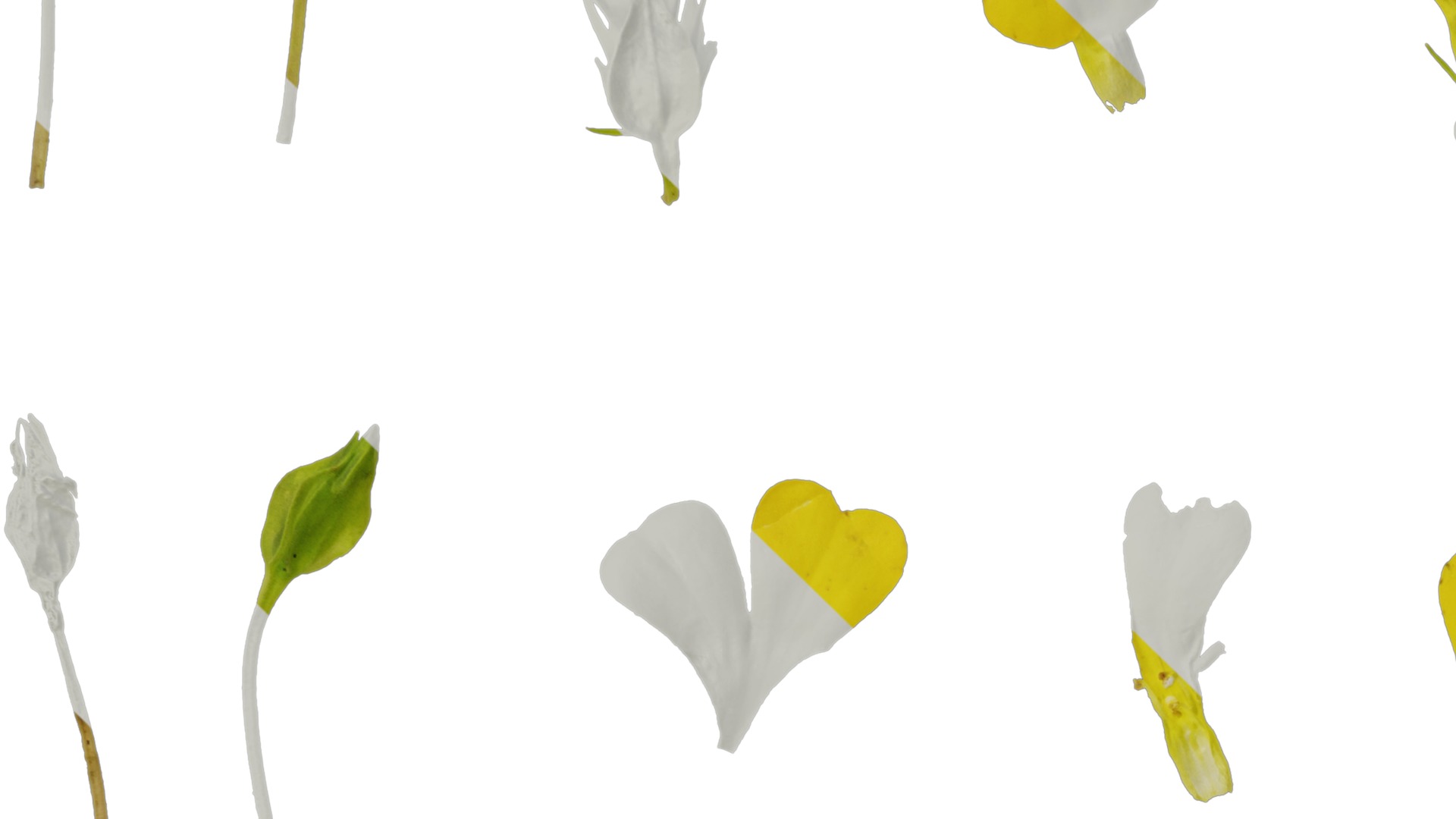 Anydrafts Mecardonia gold dust Flower 01 Texture_3