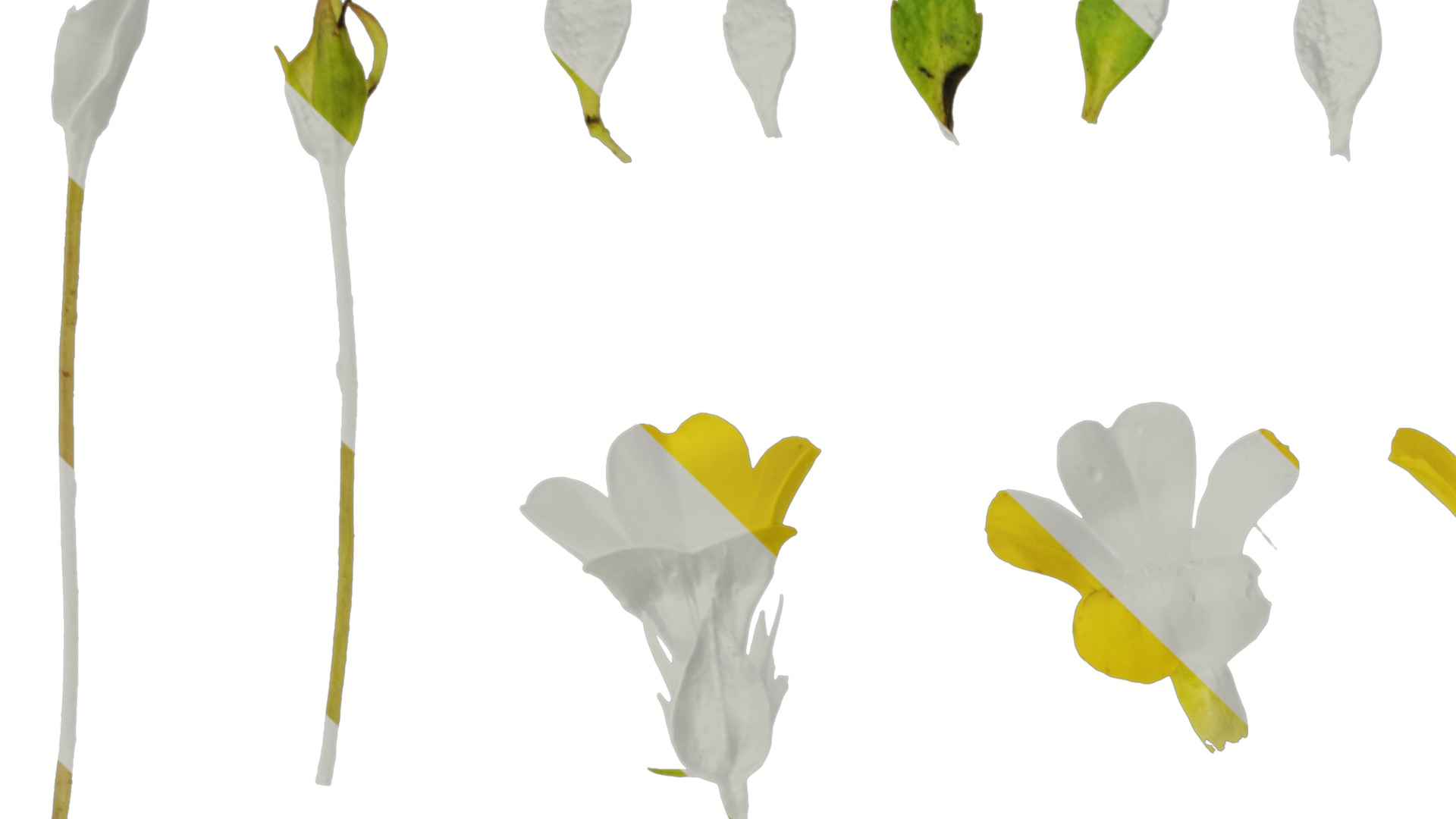 Anydrafts Mecardonia gold dust Flower 01 Texture_1