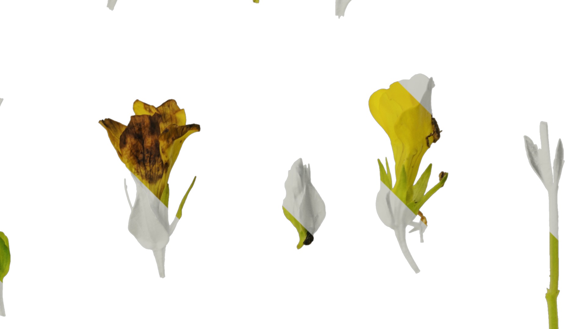 Anydrafts Mecardonia gold dust Flower 01 Texture_2