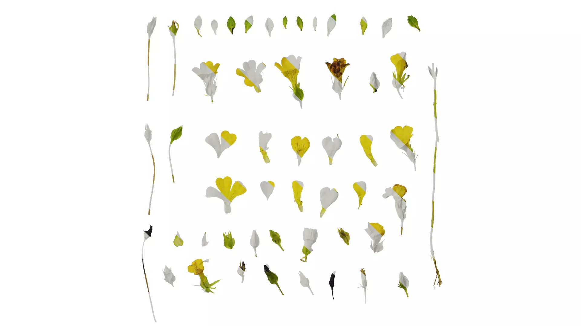 Anydrafts Mecardonia gold dust Flower 01 Texture_0