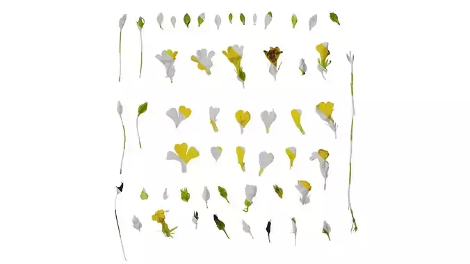 Anydrafts Mecardonia gold dust Flower 01