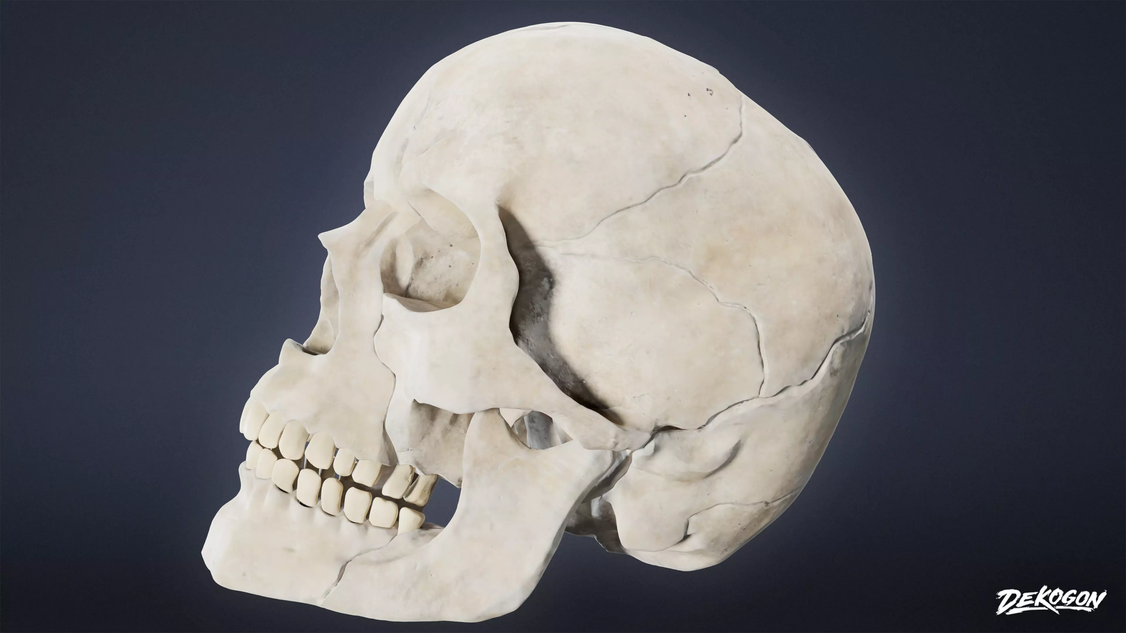 BONES - Human Skull 03 - NANITE Low-poly 3D model_0