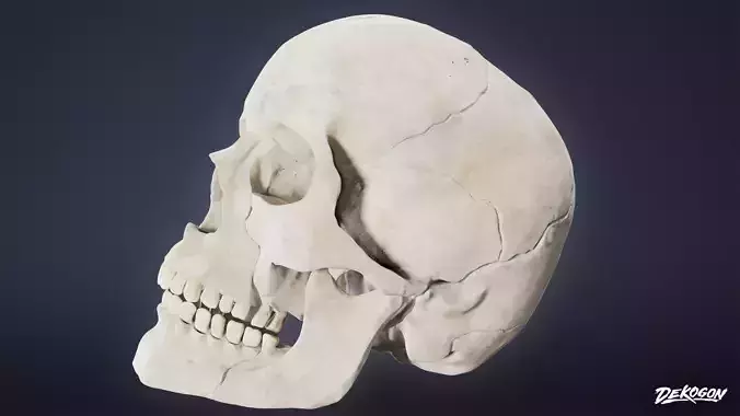 BONES - Human Skull 03 - NANITE