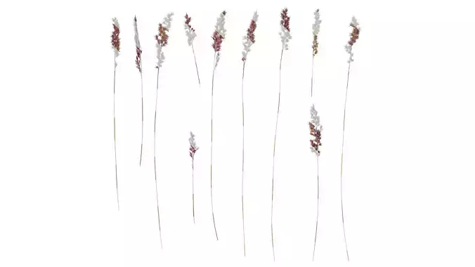 Anydrafts Melinis minutiflora Flower 01