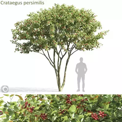 Crataegus persimilis 02