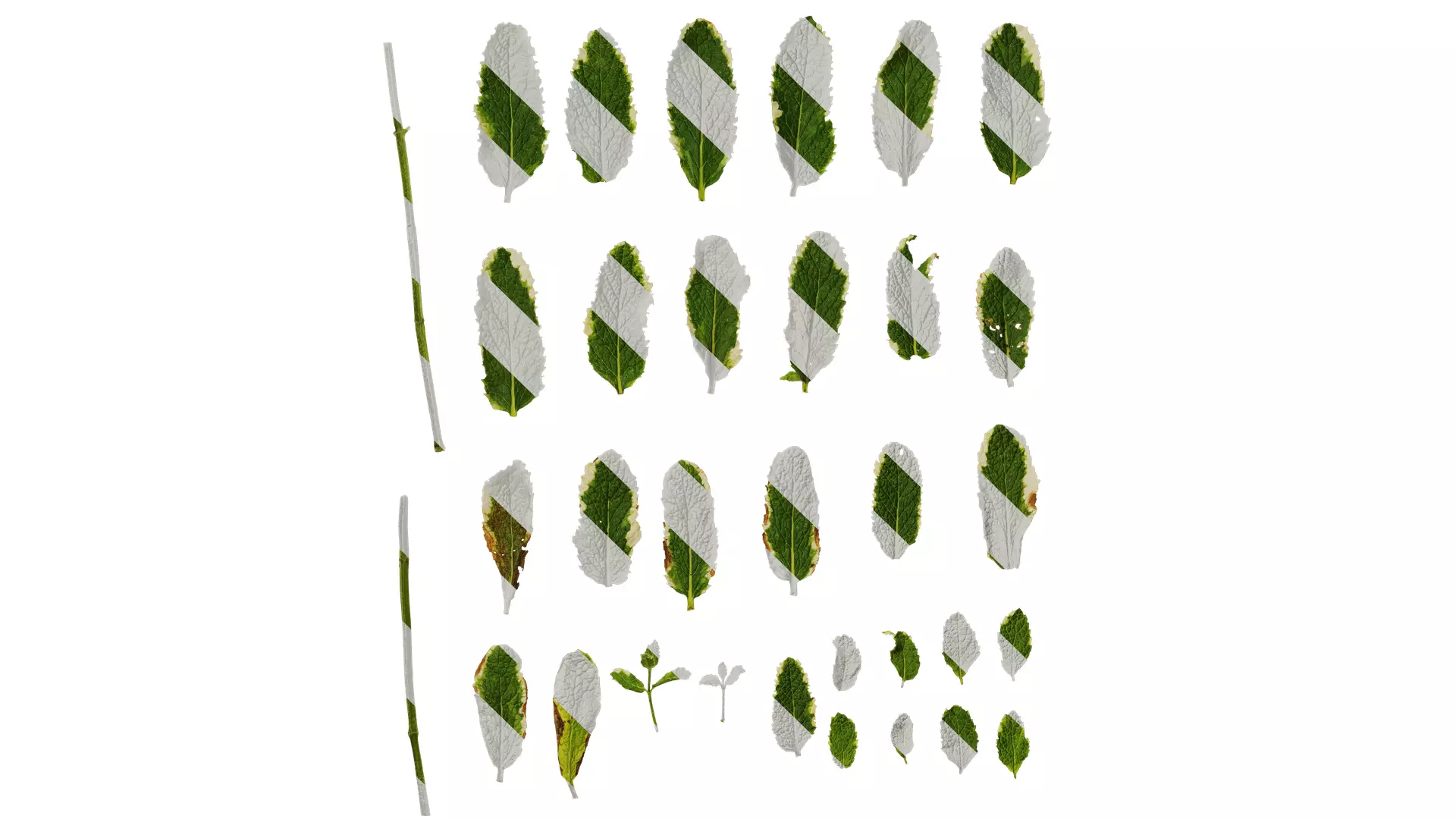 Anydrafts Mentha suaveolens variegata Leaf 01 Texture_0