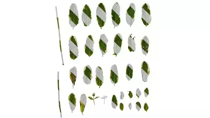 Anydrafts Mentha suaveolens variegata Leaf 01