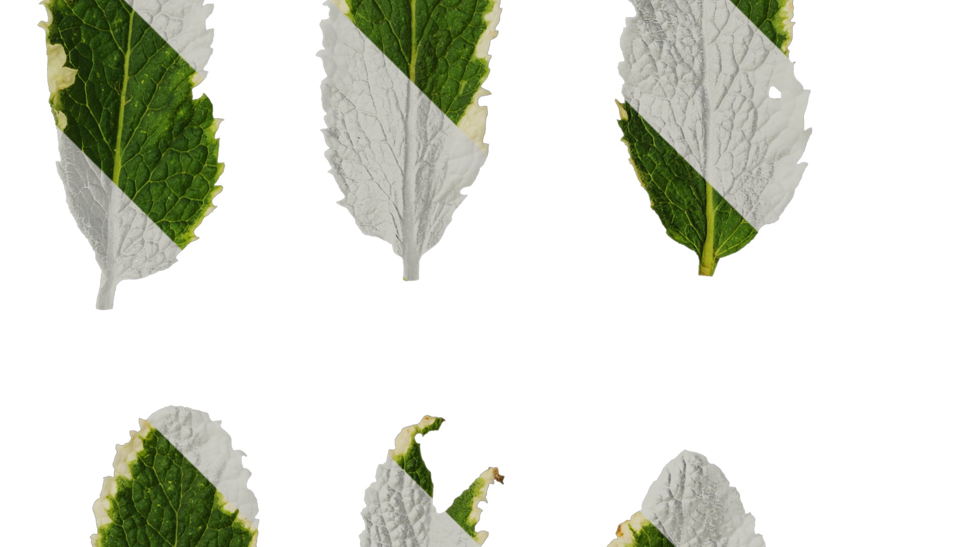 Anydrafts Mentha suaveolens variegata Leaf 01 Texture_2