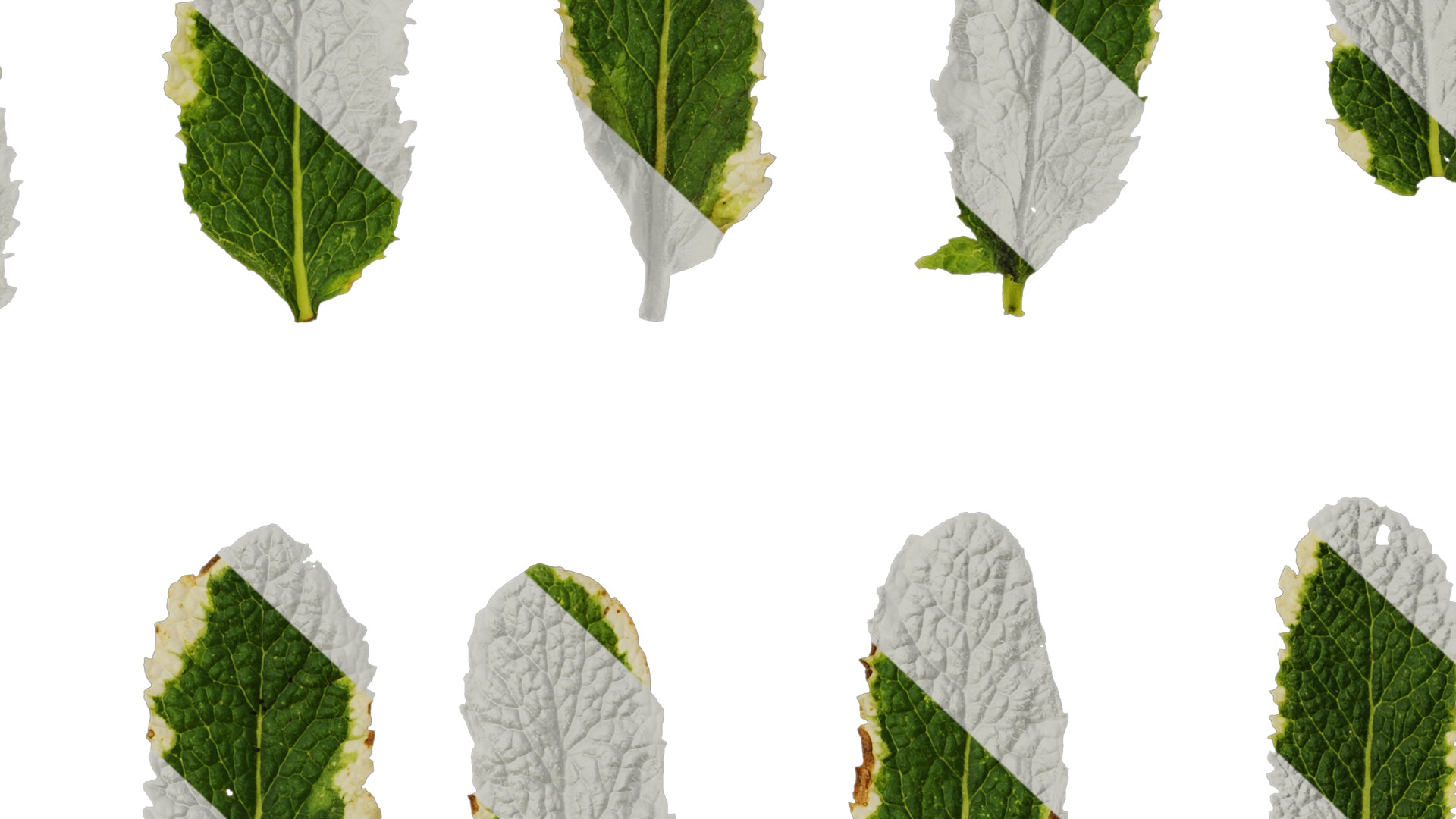 Anydrafts Mentha suaveolens variegata Leaf 01 Texture_7