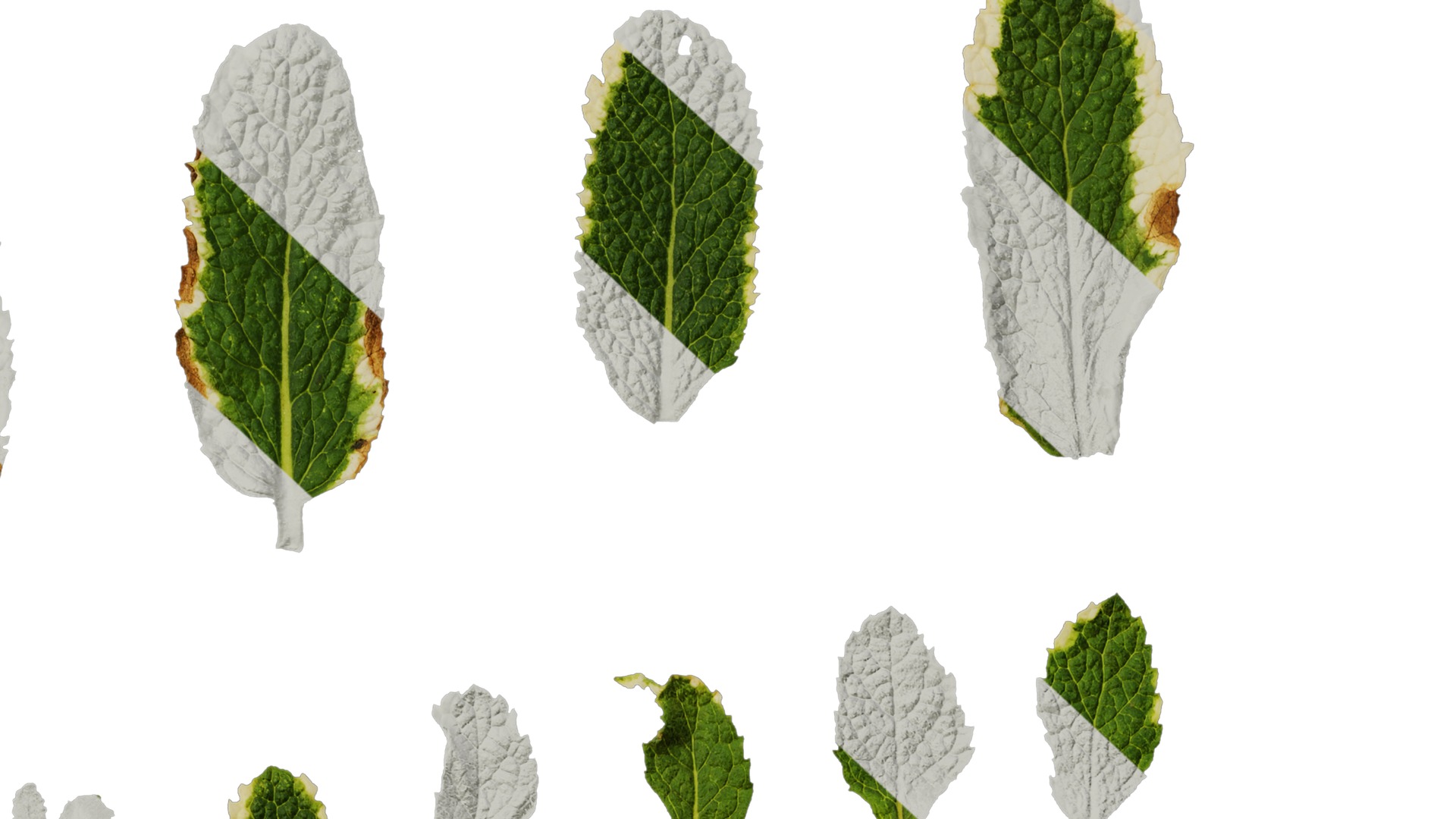 Anydrafts Mentha suaveolens variegata Leaf 01 Texture_6