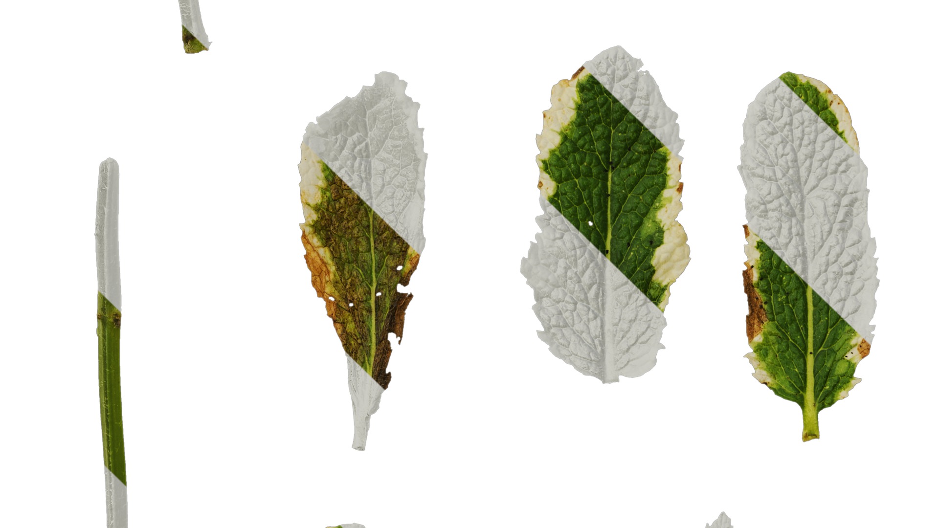 Anydrafts Mentha suaveolens variegata Leaf 01 Texture_5