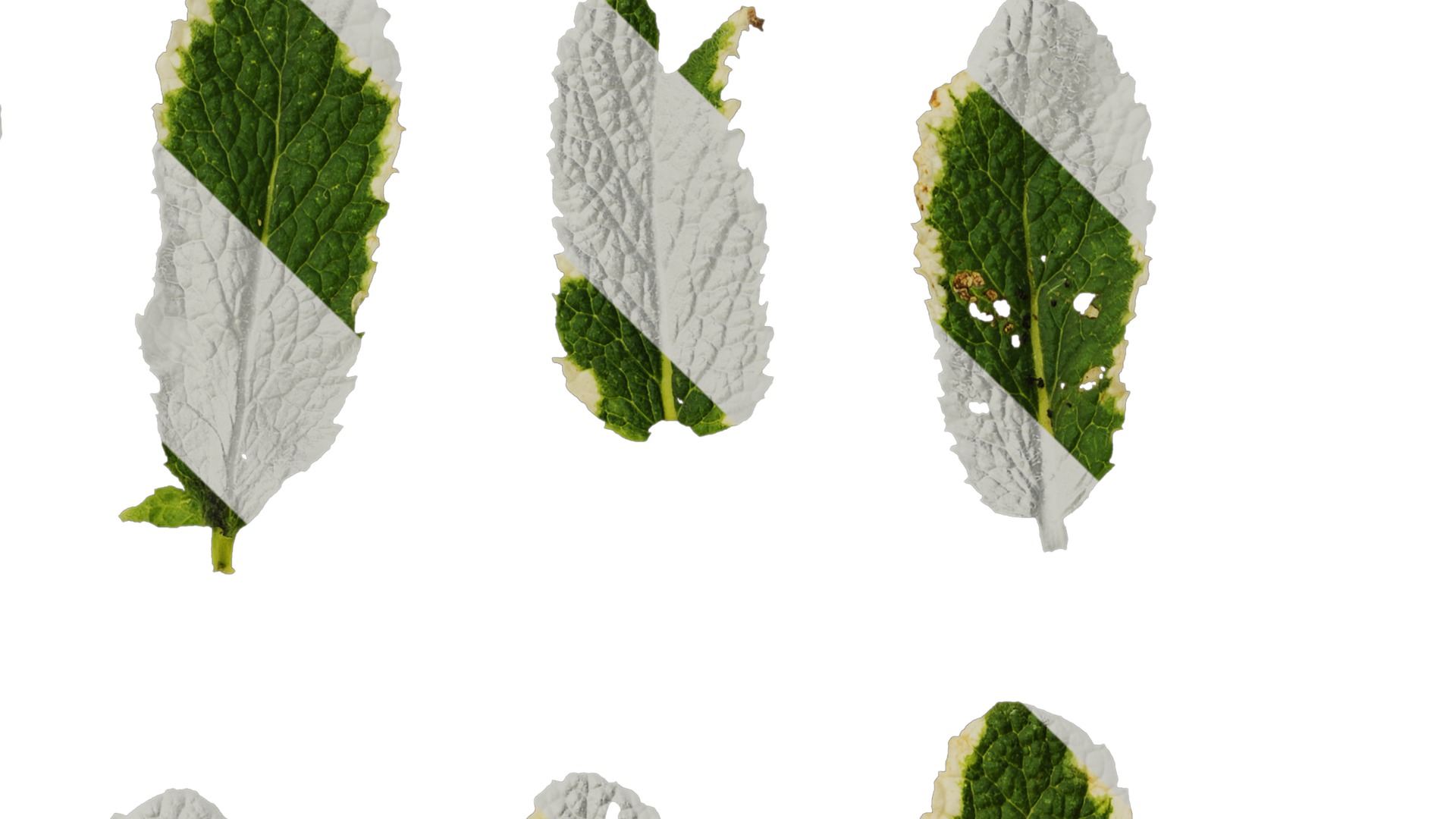 Anydrafts Mentha suaveolens variegata Leaf 01 Texture_4