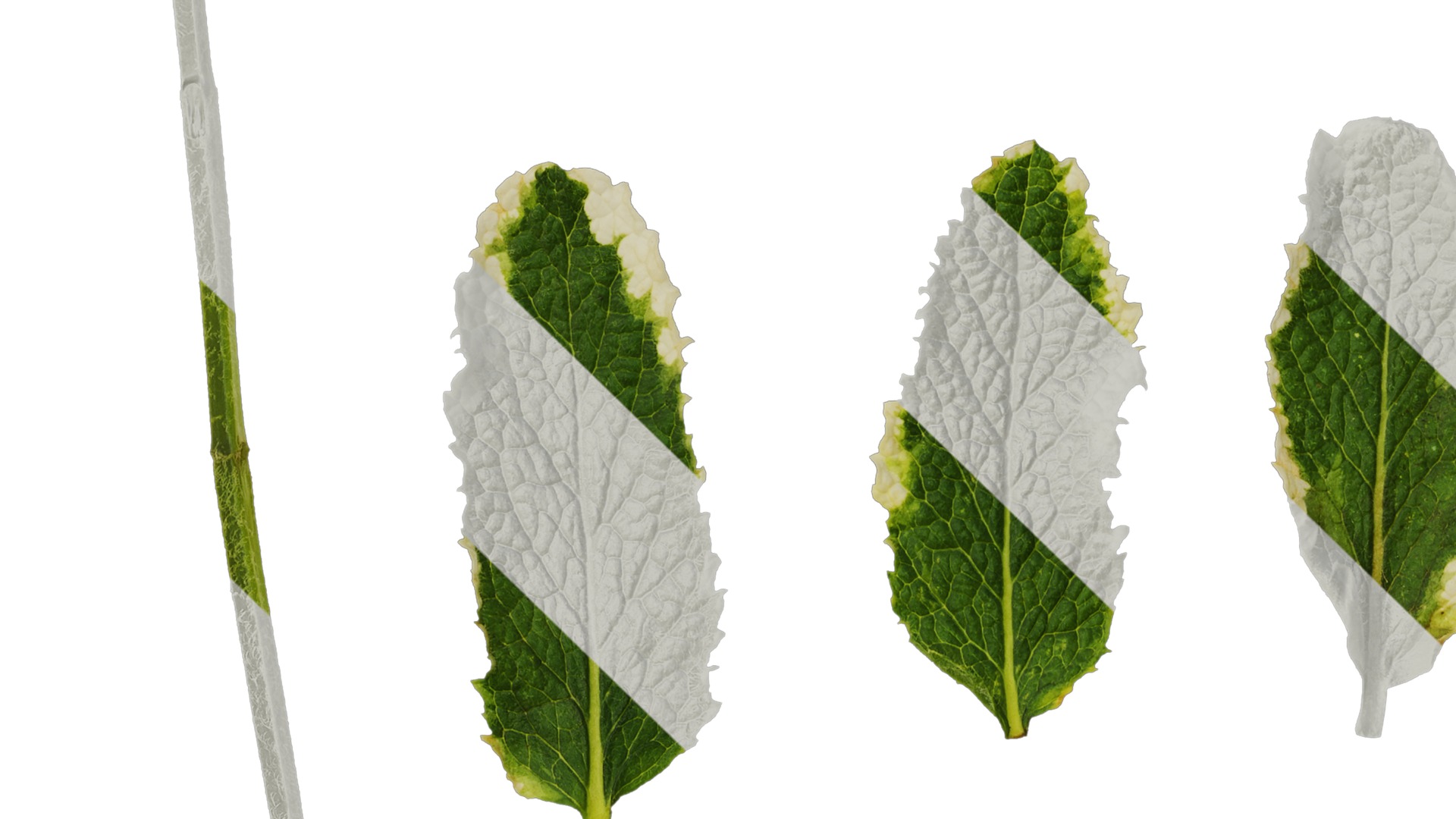 Anydrafts Mentha suaveolens variegata Leaf 01 Texture_3