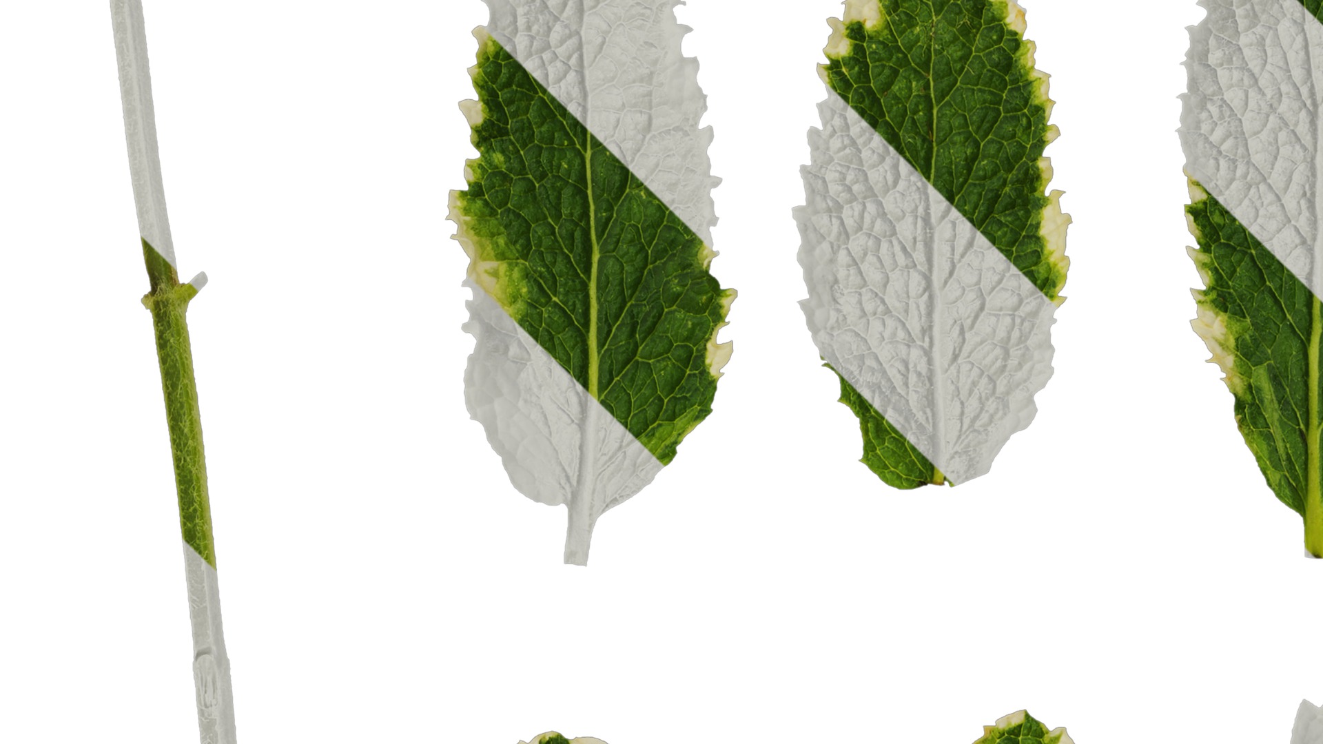 Anydrafts Mentha suaveolens variegata Leaf 01 Texture_1