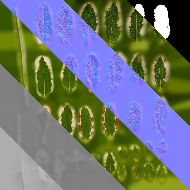 Anydrafts Mentha suaveolens variegata Leaf 01 Texture_8