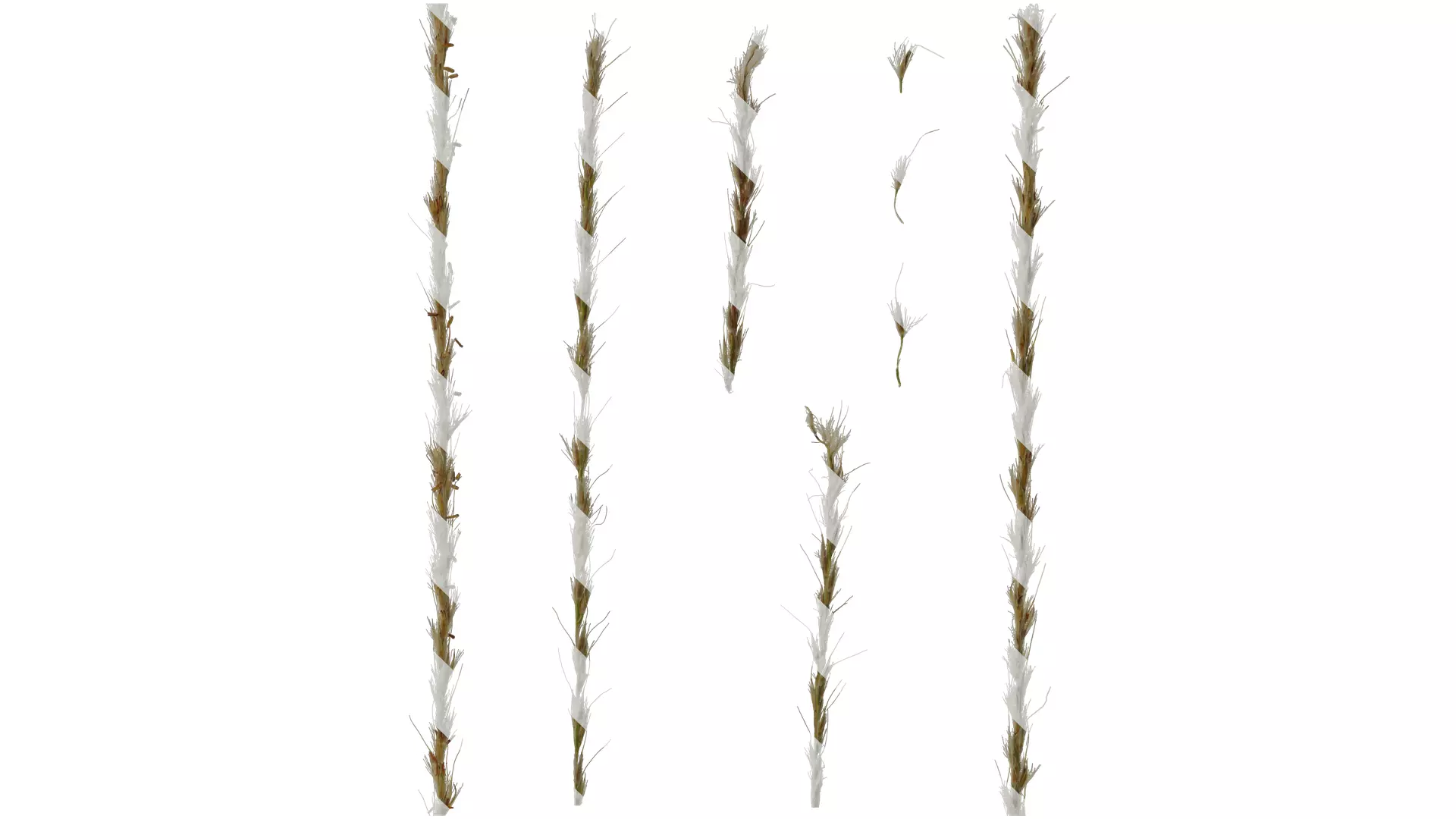Anydrafts Miscanthus Inflorescence 02 Texture