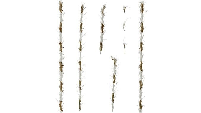 Anydrafts Miscanthus Inflorescence 02 Texture