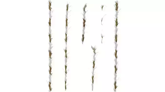 Anydrafts Miscanthus Inflorescence 02