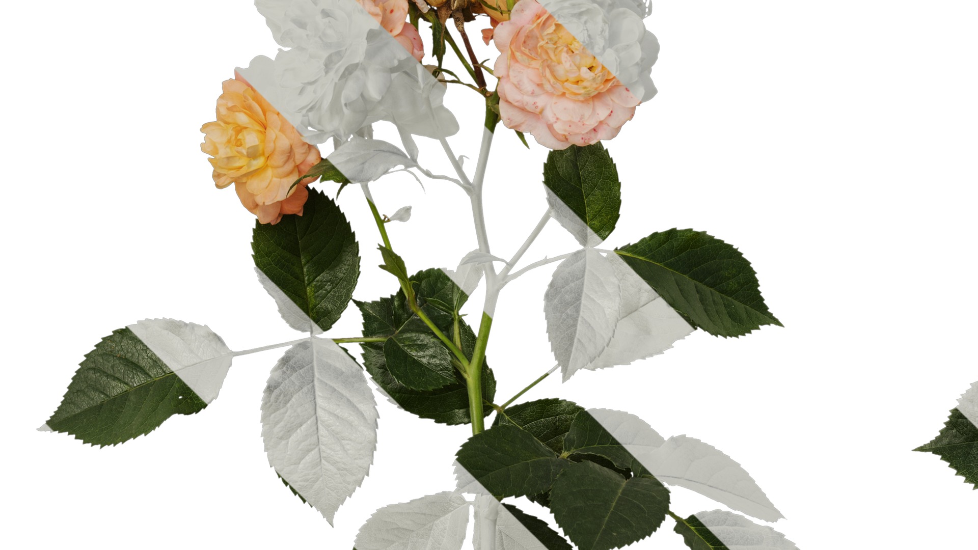 Anydrafts Rosa chinensis Atlas 20 Texture_5