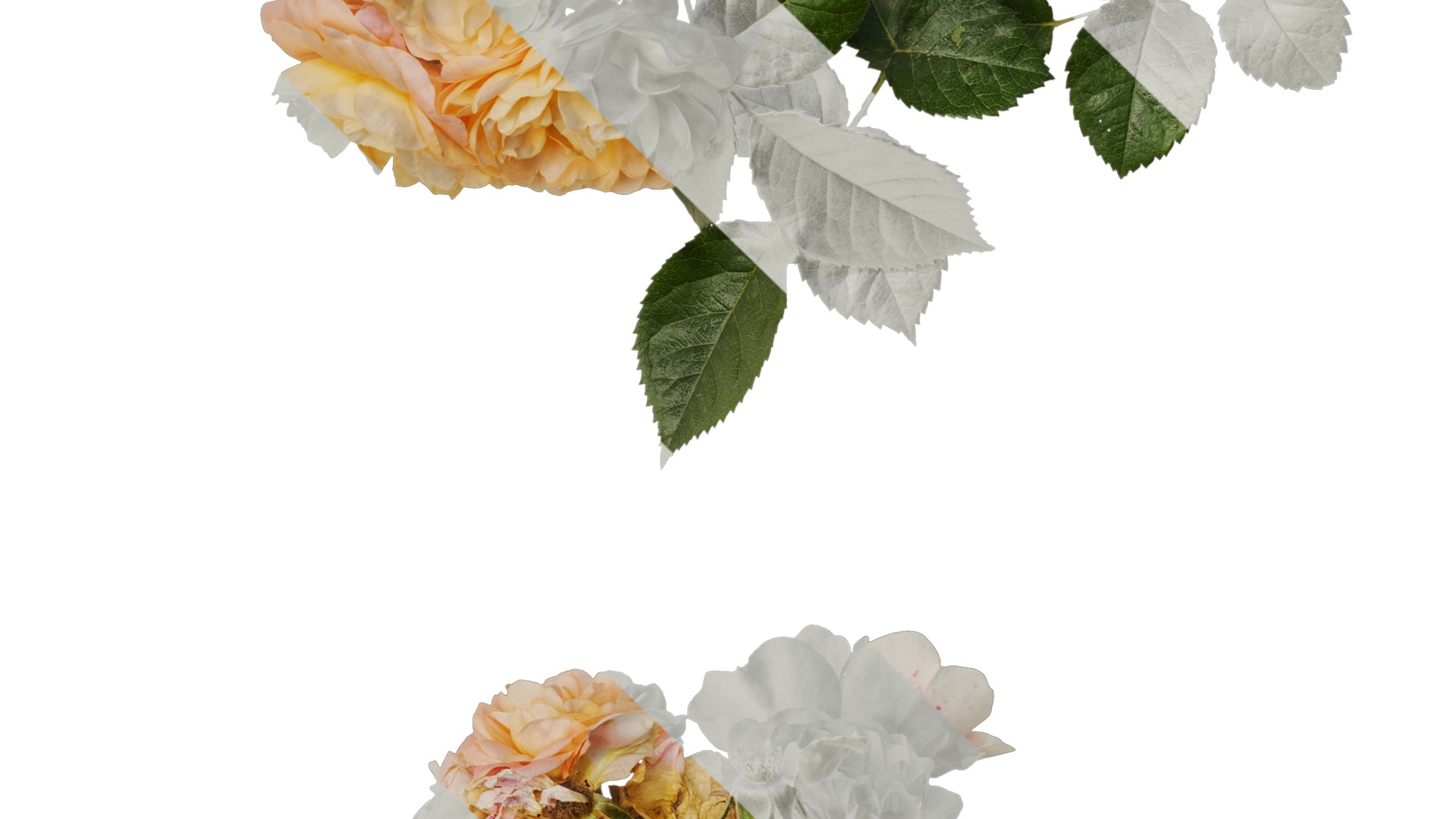 Anydrafts Rosa chinensis Atlas 20 Texture_3