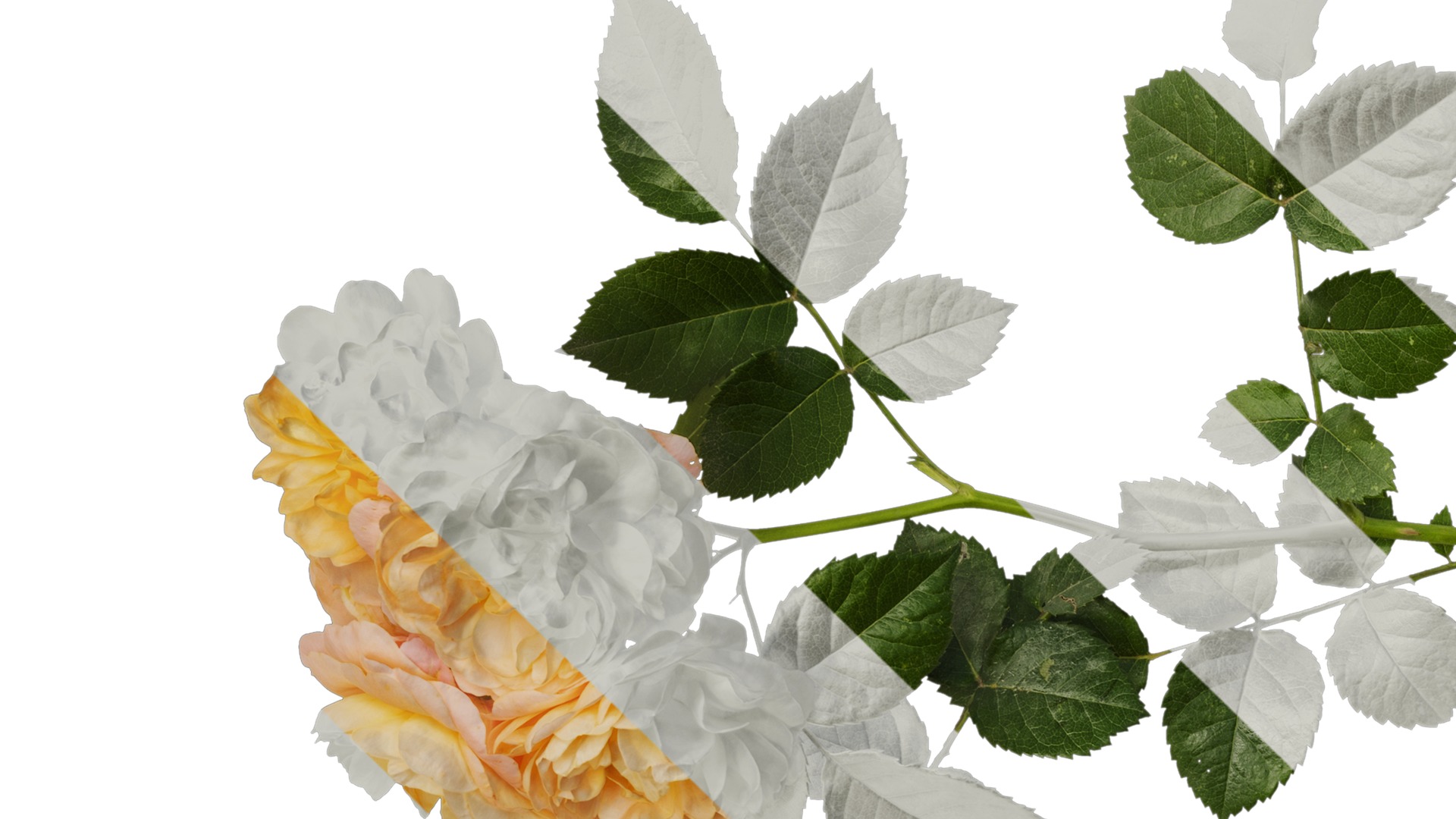 Anydrafts Rosa chinensis Atlas 20 Texture_1