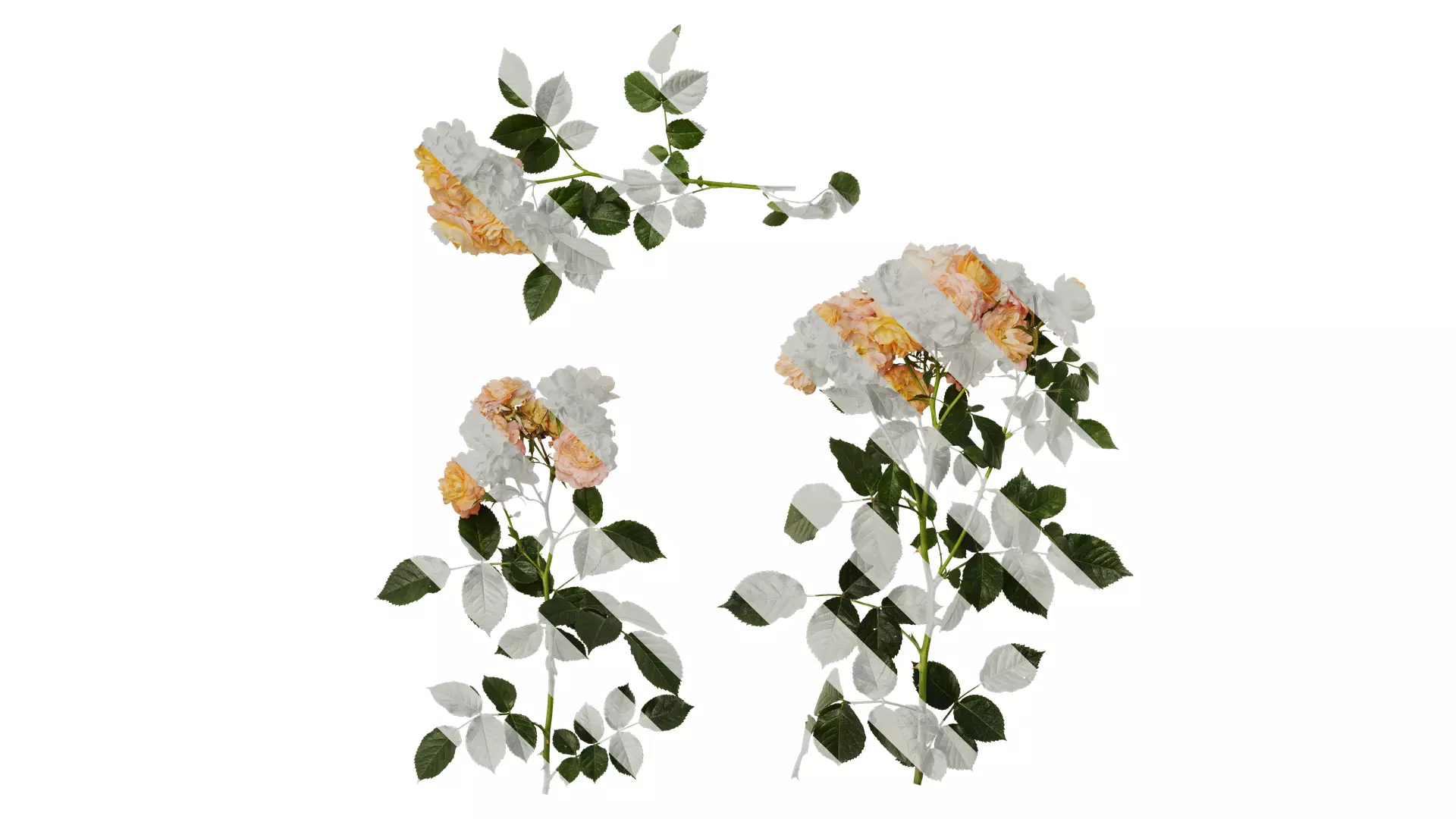 Anydrafts Rosa chinensis Atlas 20 Texture_0