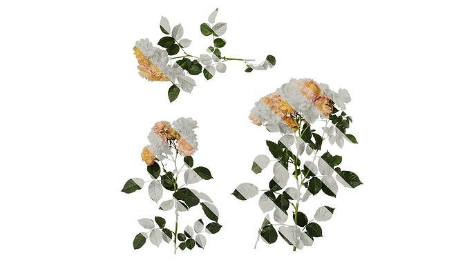 Anydrafts Rosa chinensis Atlas 20 Texture