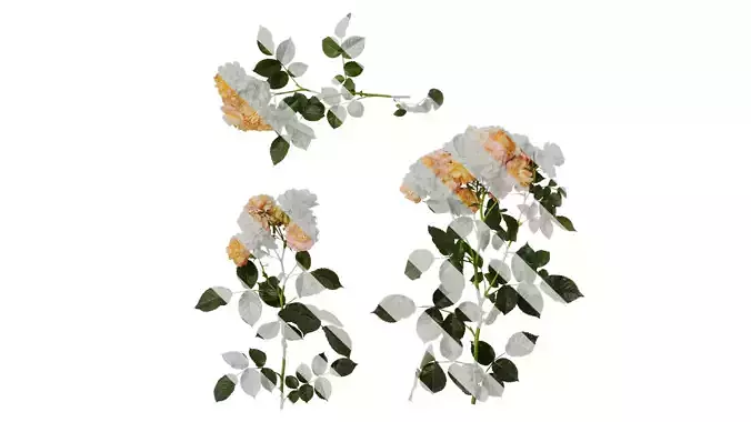 Anydrafts Rosa chinensis Atlas 20