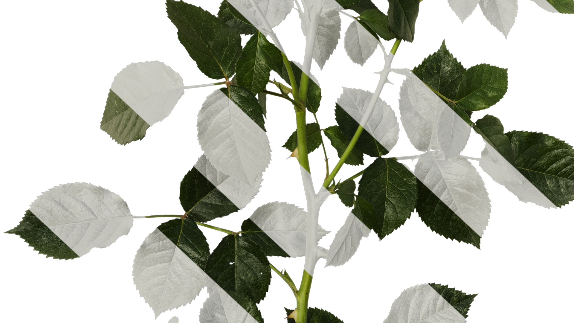 Anydrafts Rosa chinensis Atlas 20 Texture_6