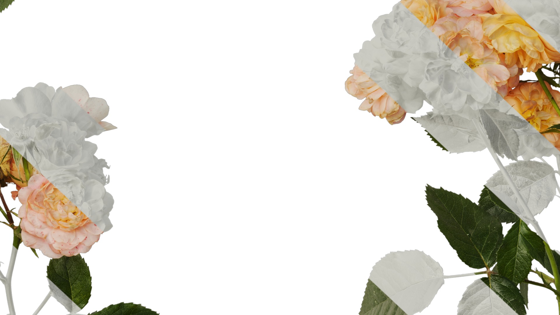 Anydrafts Rosa chinensis Atlas 20 Texture_7