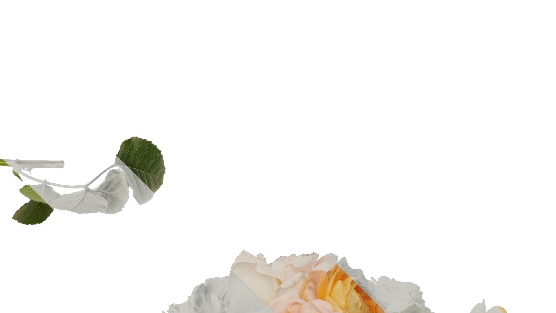 Anydrafts Rosa chinensis Atlas 20 Texture_2