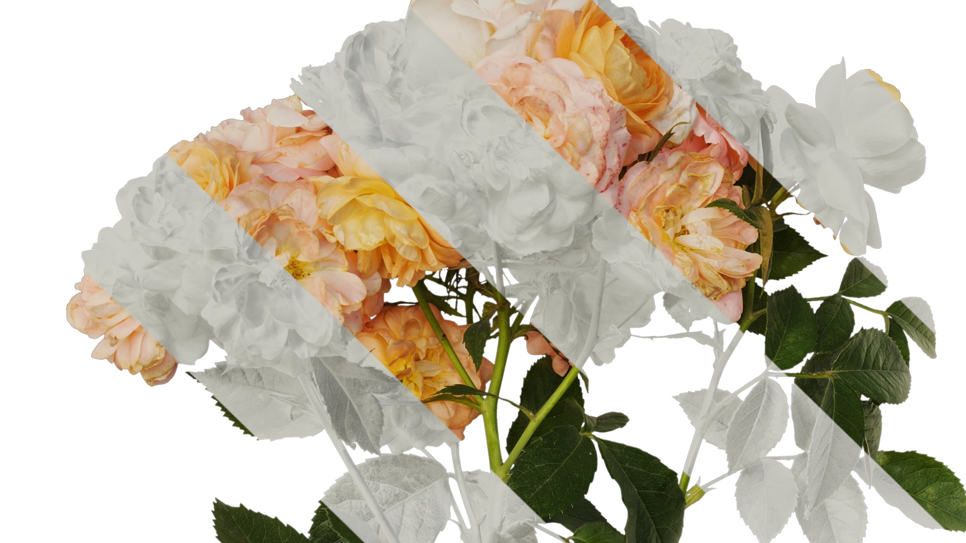 Anydrafts Rosa chinensis Atlas 20 Texture_4