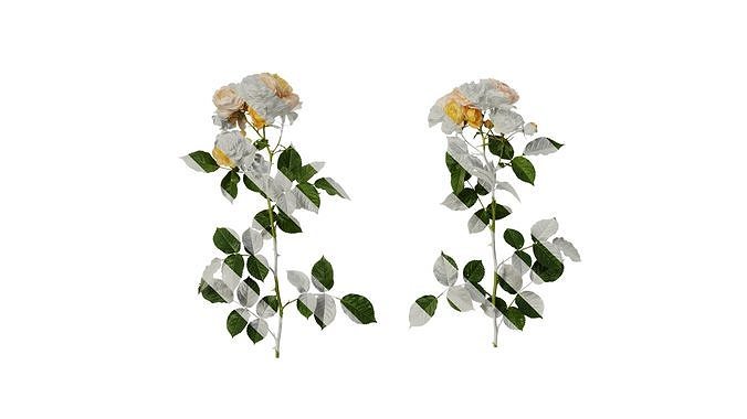 Anydrafts Rosa chinensis Atlas 21 Texture