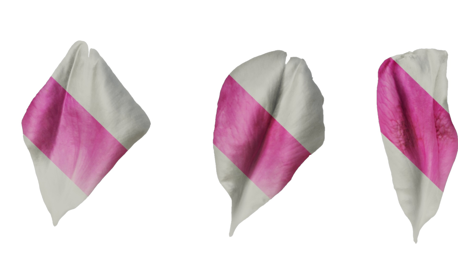 Anydrafts Rosa chinensis Flower 04 Texture_3