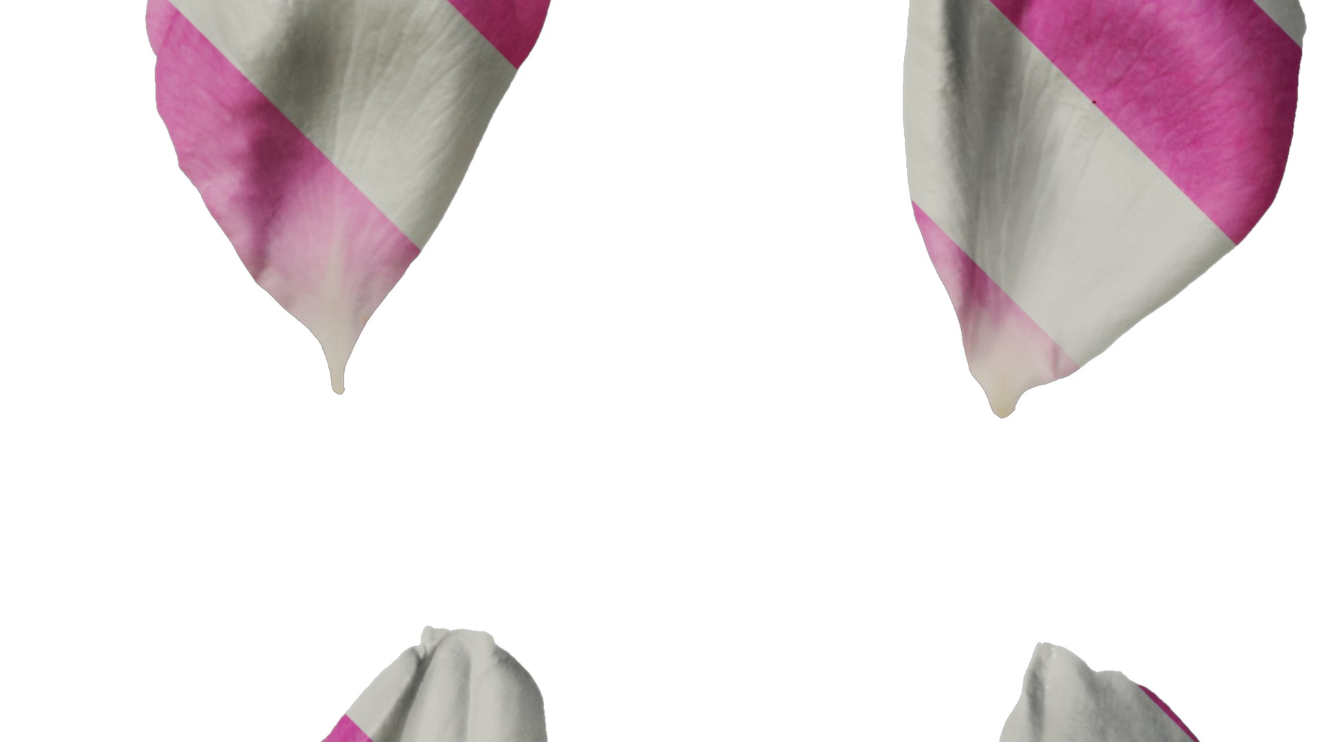 Anydrafts Rosa chinensis Flower 04 Texture_2