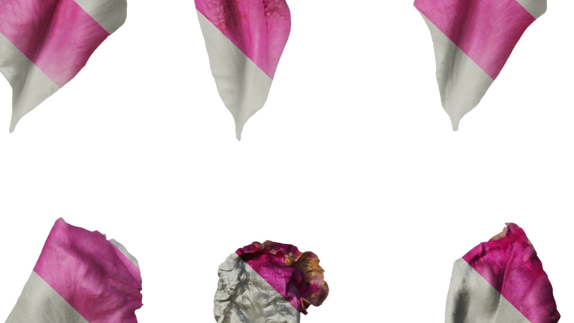 Anydrafts Rosa chinensis Flower 04 Texture_7