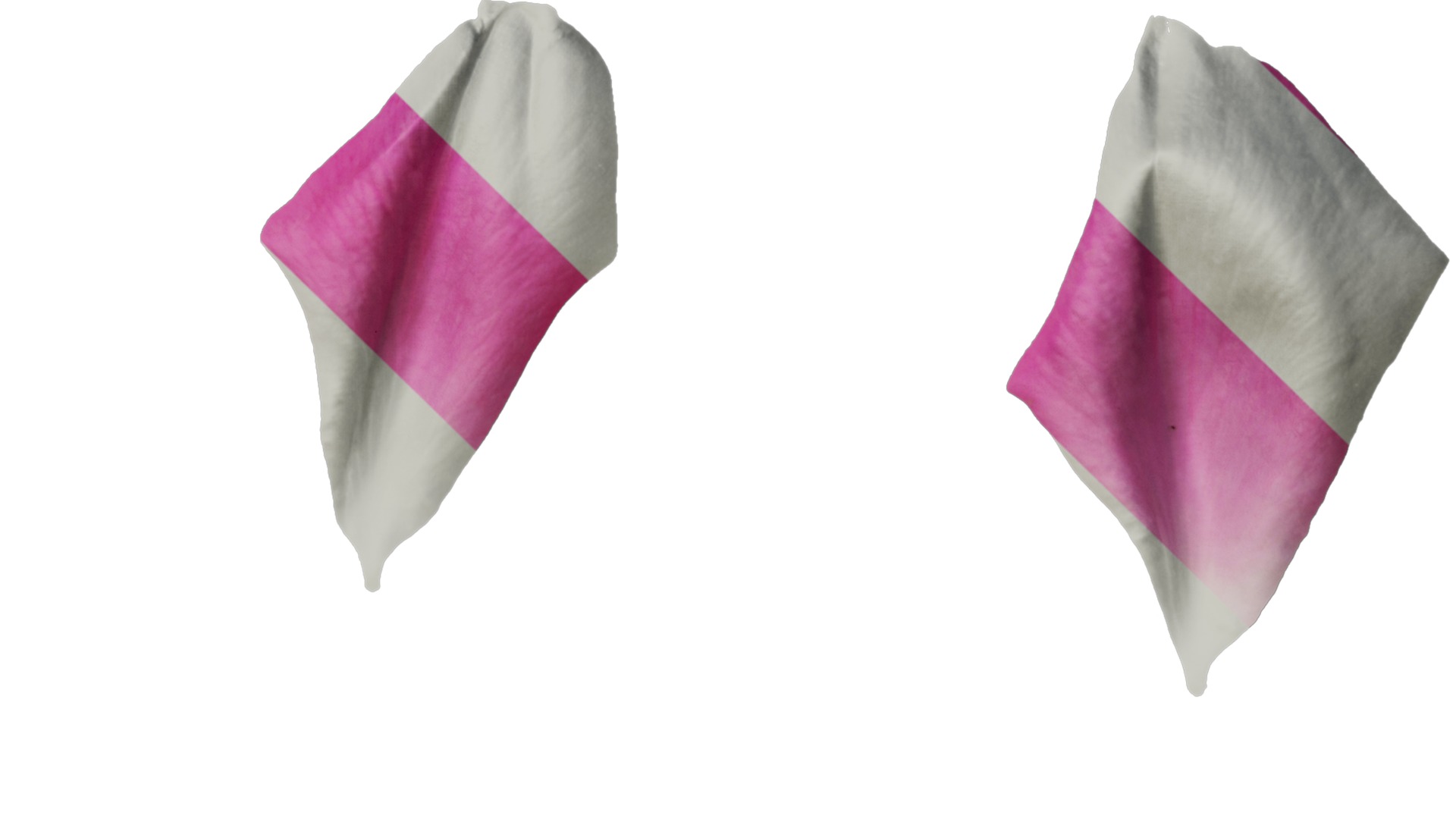 Anydrafts Rosa chinensis Flower 04 Texture_4