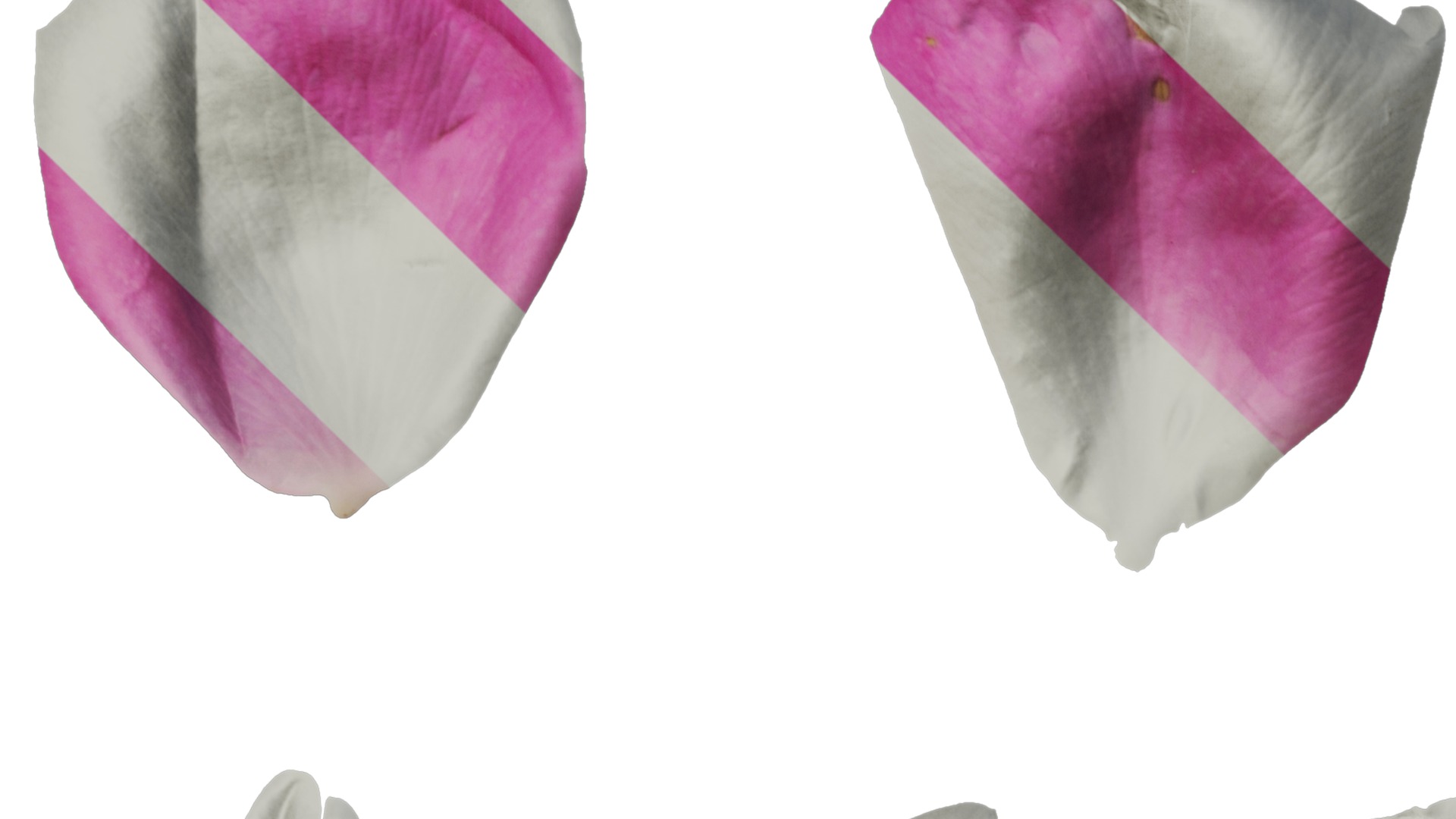 Anydrafts Rosa chinensis Flower 04 Texture_1