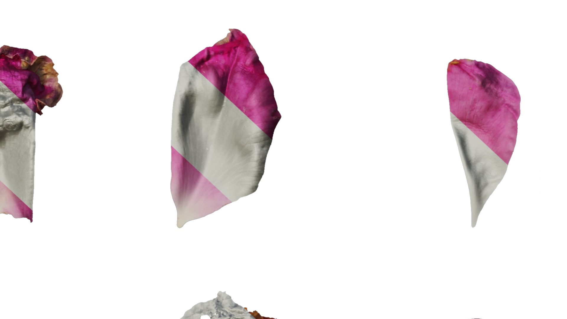 Anydrafts Rosa chinensis Flower 04 Texture_6