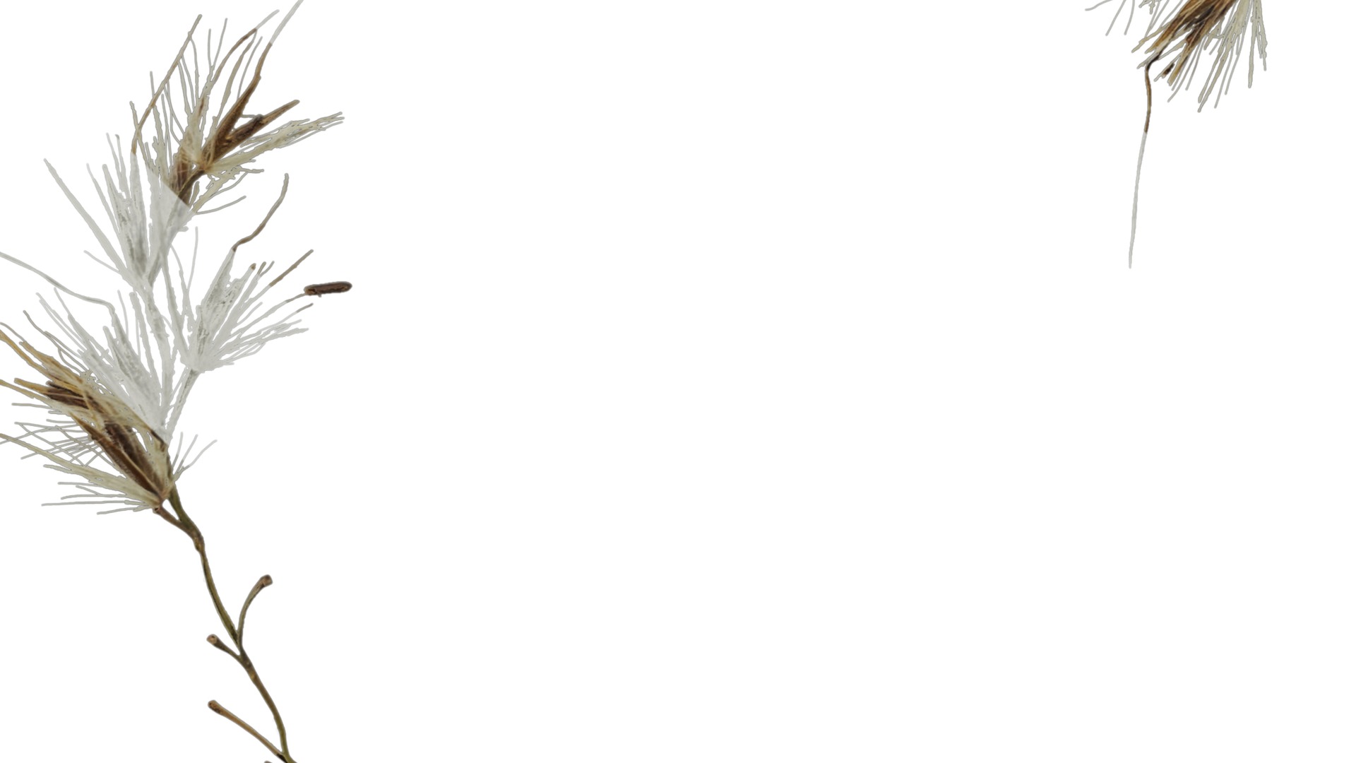 Anydrafts Miscanthus sacchariflorus Inflorescence 01 Texture_5