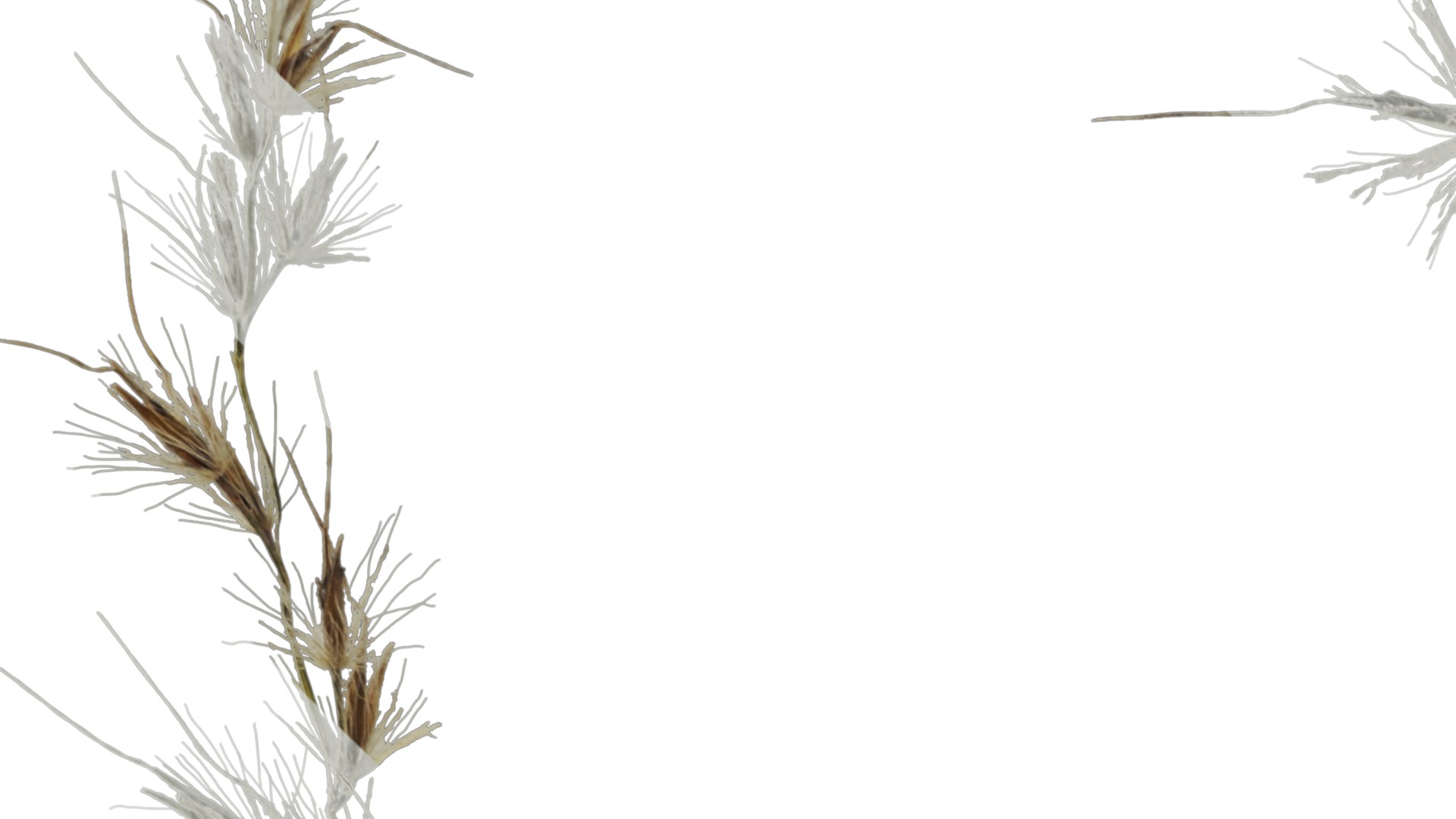 Anydrafts Miscanthus sacchariflorus Inflorescence 01 Texture_1