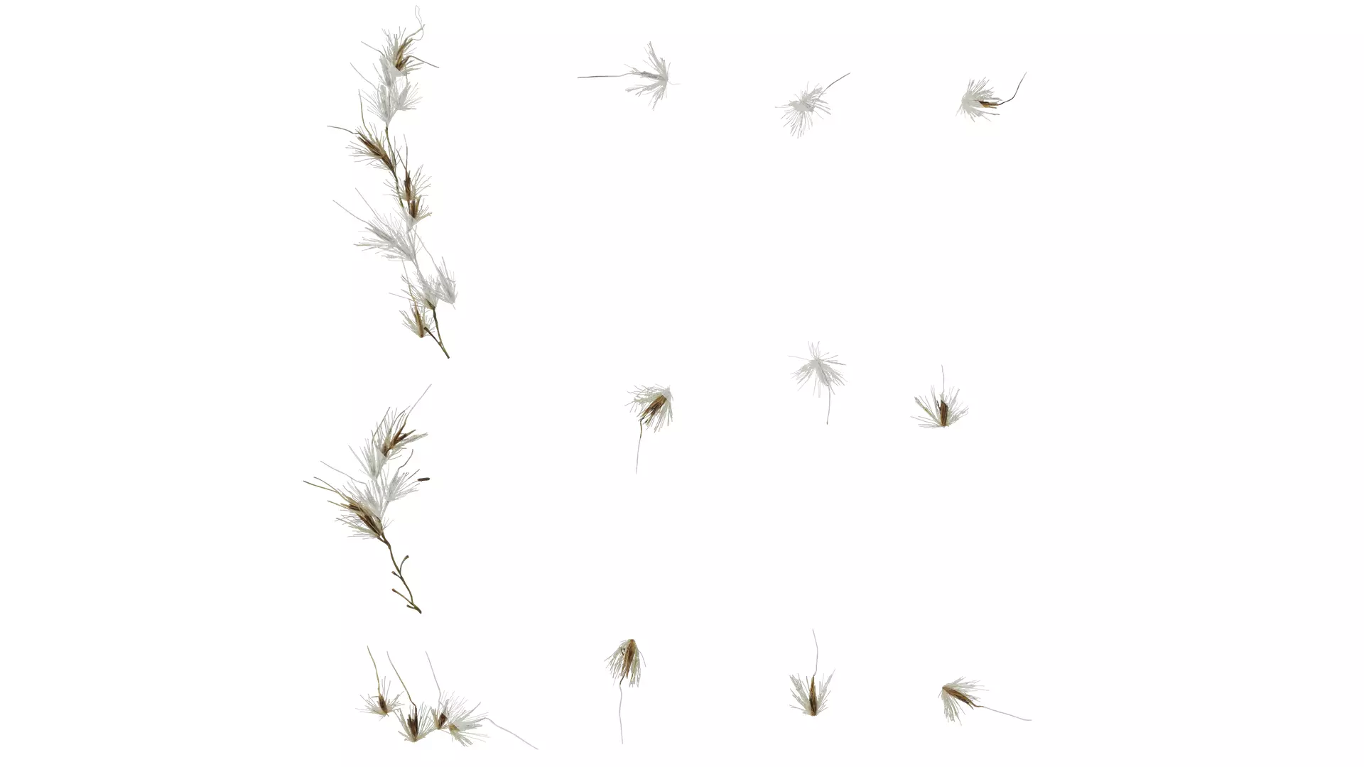 Anydrafts Miscanthus sacchariflorus Inflorescence 01 Texture_0