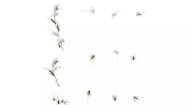 Anydrafts Miscanthus sacchariflorus Inflorescence 01