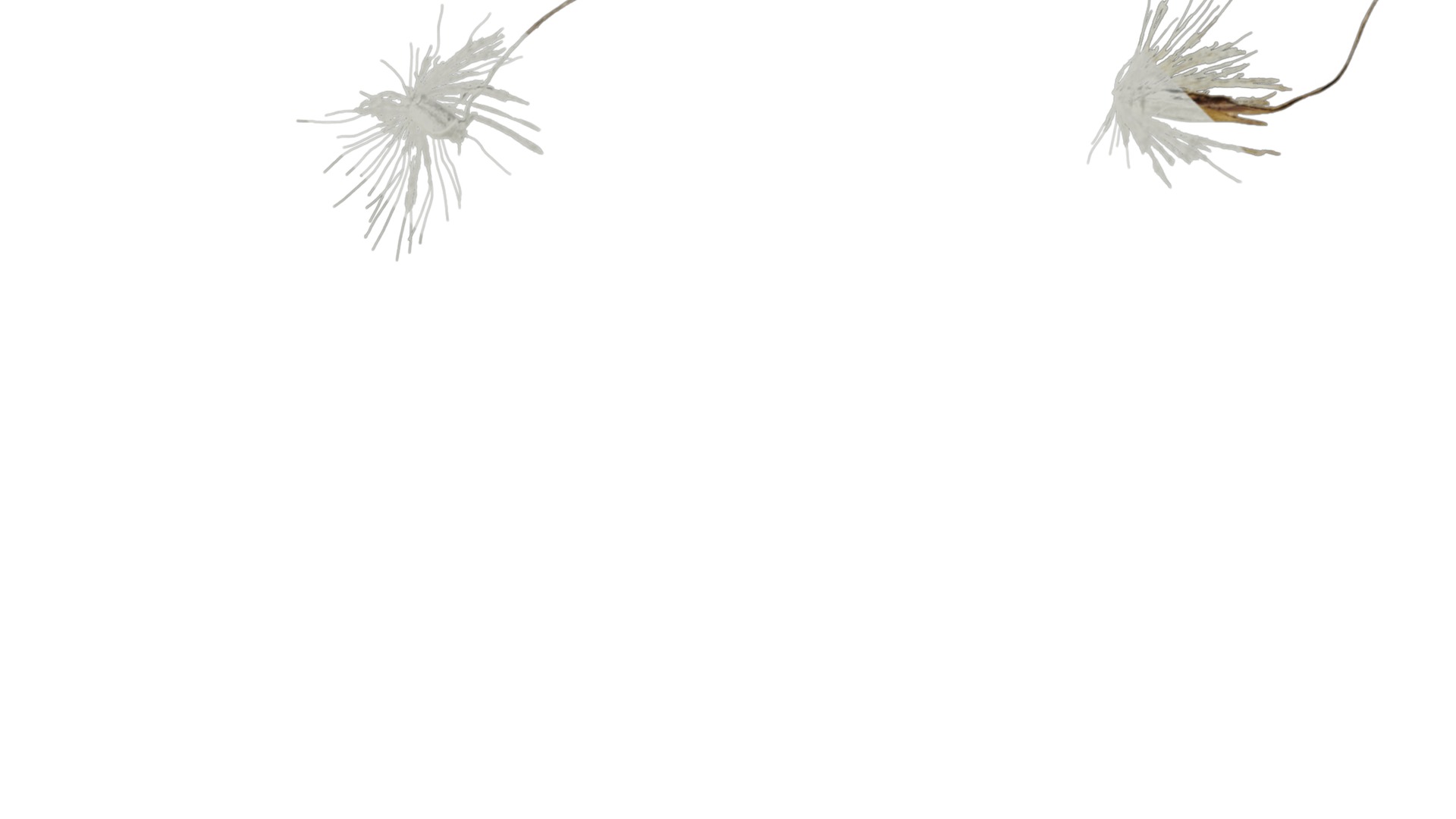 Anydrafts Miscanthus sacchariflorus Inflorescence 01 Texture_2