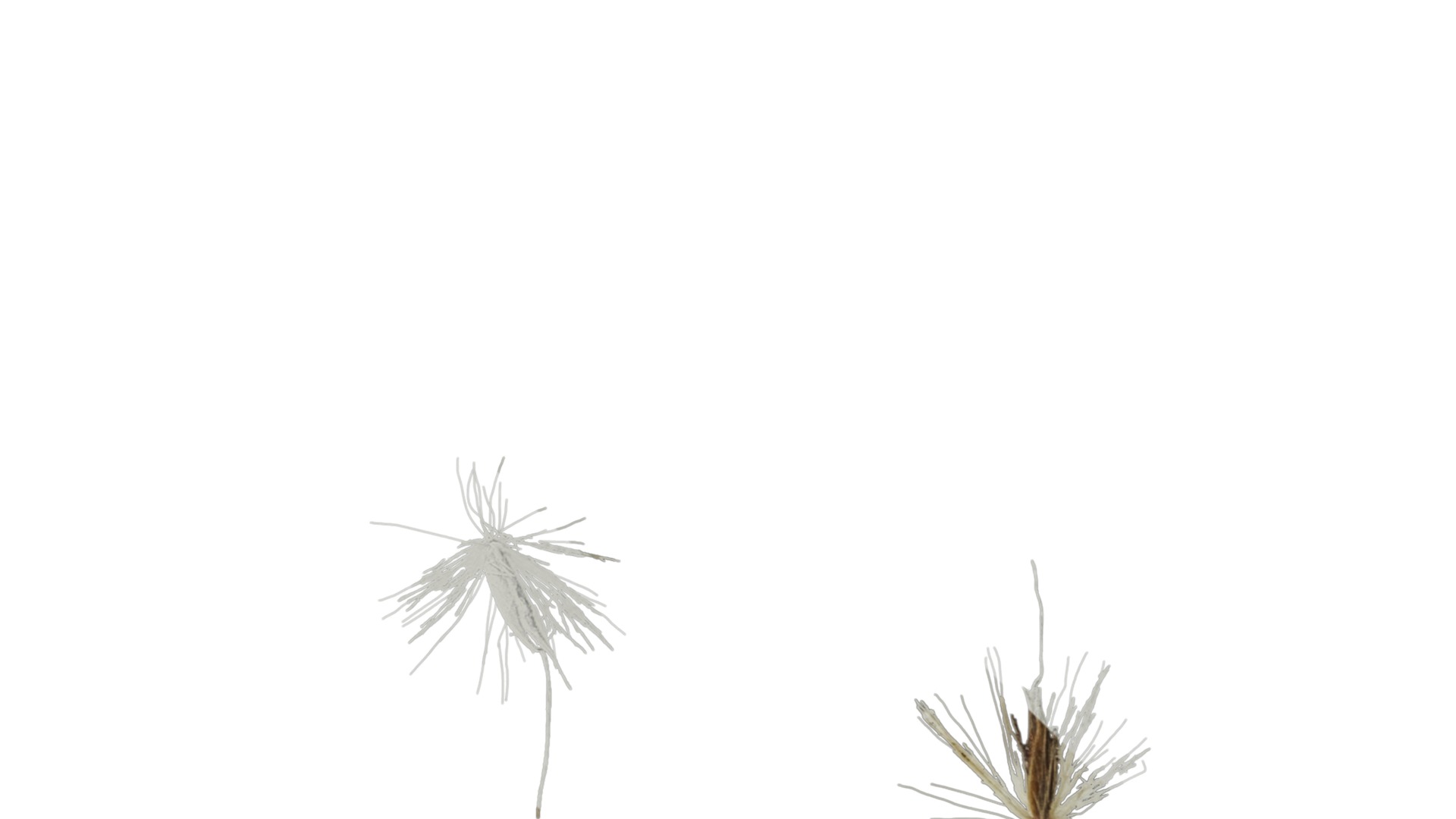 Anydrafts Miscanthus sacchariflorus Inflorescence 01 Texture_4